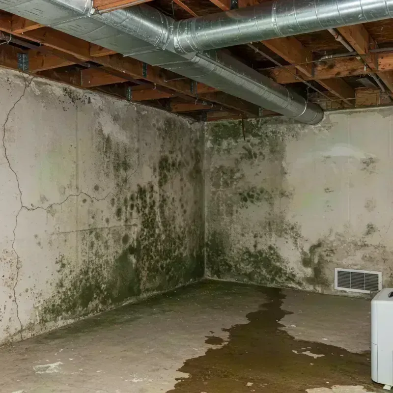 Professional Mold Removal in Heritage Lake, IL